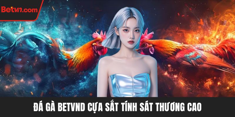 Đá gà BETVND cựa sắt tính sát thương cao