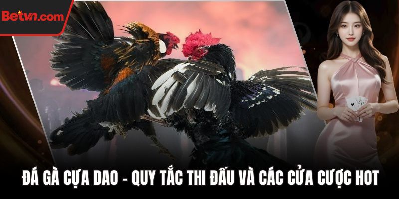 Đá gà cựa dao