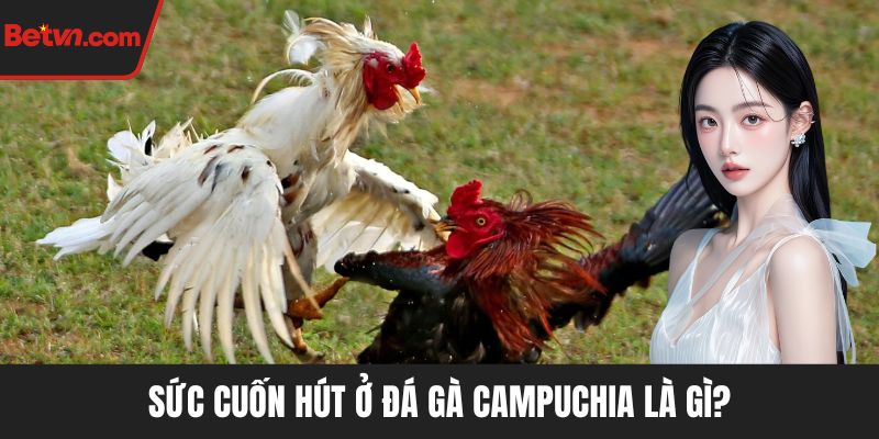 Sức cuốn hút ở đá gà Campuchia là gì?