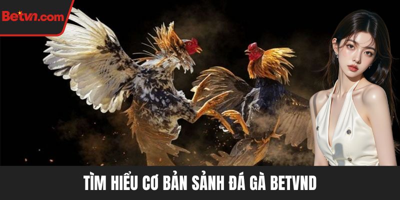 Tìm hiểu cơ bản sảnh Đá gà BETVND